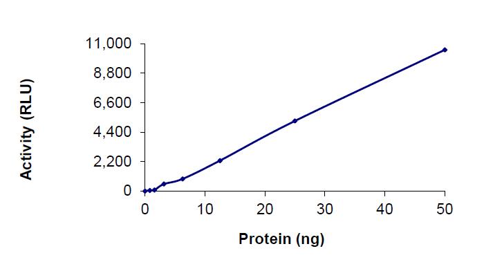 The specific activity of EGFR (D770_N771insY) was determined to be 0.8 nmol/min/mg as per activity assay protocol.